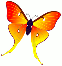 butterfly