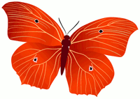 butterfly